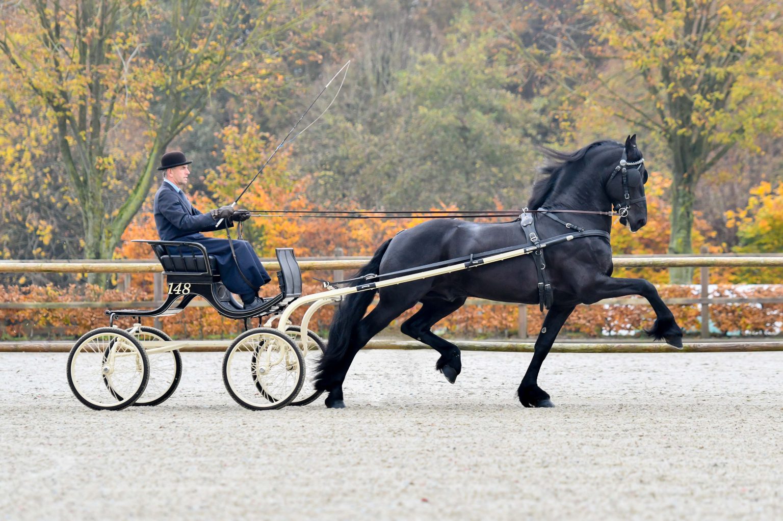 Stallion Faust 523 AAA | De Nieuwe Heuvel